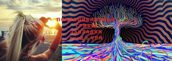 индика Беломорск